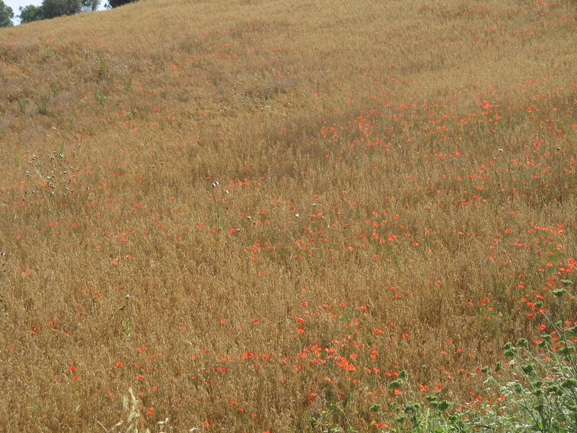 Agriturismo Cavallin Del Bufalo Манчіано Екстер'єр фото